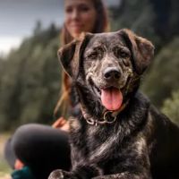 Best Pet Rx ico