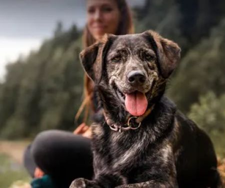 Best Pet Rx