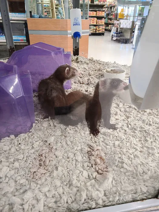 Petco Picture 2