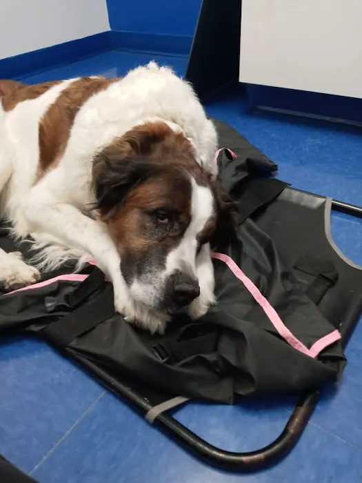 Caring Hands Animal Hospital - Bristow Picture 2