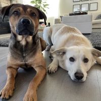 Caring Hands Animal Hospital - Bristow ico