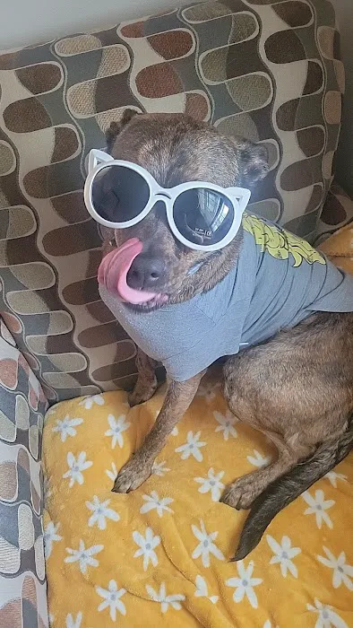 Acorn Veterinary Centers Picture 5