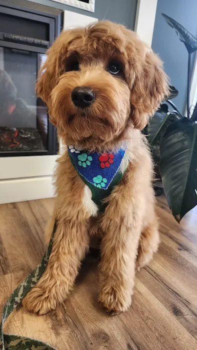 Acorn Veterinary Centers Picture 4