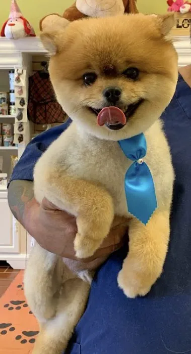 mondo pet usa Picture 2