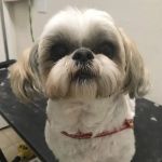 mondo pet usa