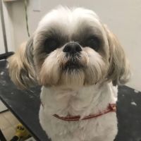mondo pet usa ico