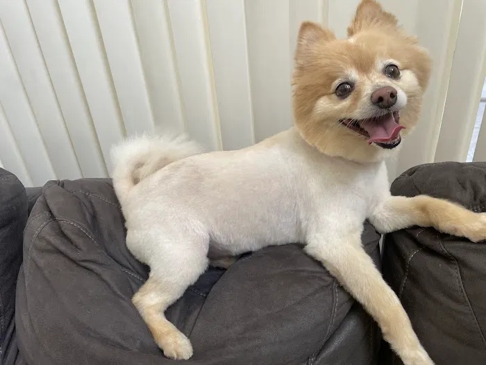 mondo pet usa Picture 6