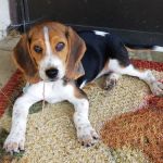 Shenandoah Animal Hospital