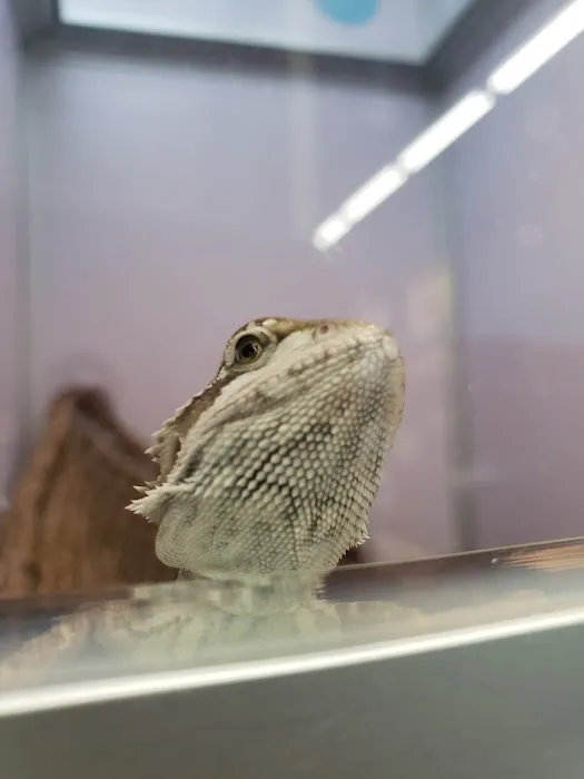 Pet Supermarket Picture 9