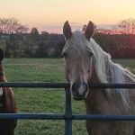 White Oak Veterinary Service