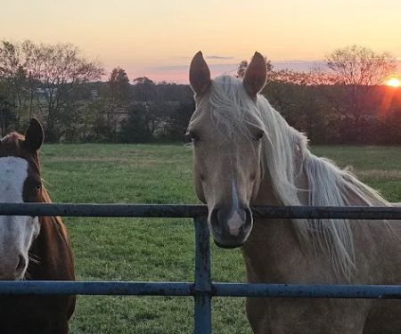White Oak Veterinary Service