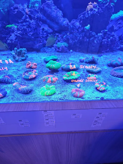 World Wide Corals Picture 10