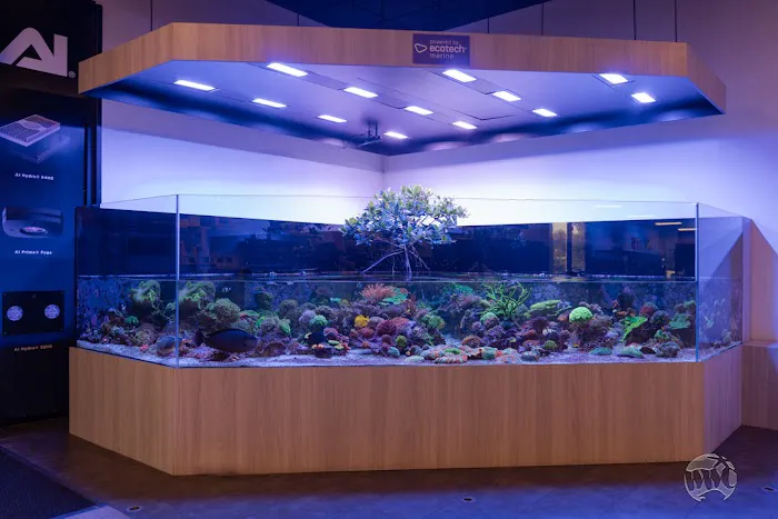World Wide Corals Picture 8