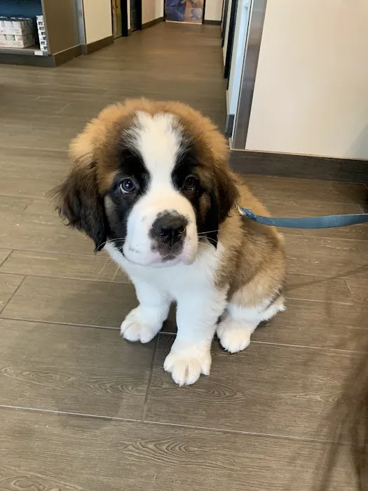 Banfield Pet Hospital Picture 5