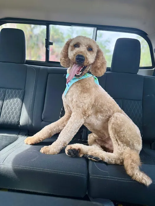 Woof Gang Bakery & Grooming Windermere Picture 4
