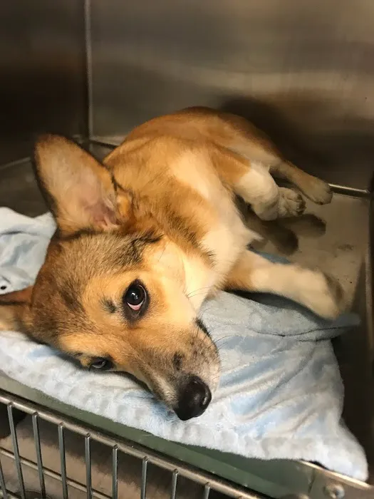 Stream Valley Veterinary Hospital Picture 9