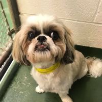 Stream Valley Veterinary Hospital ico