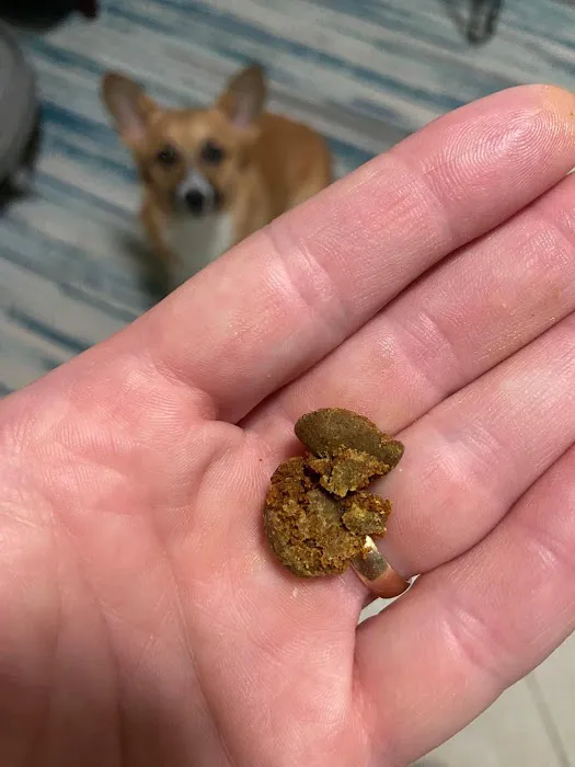 Dogtor Box Picture 1