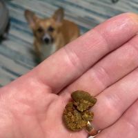Dogtor Box ico
