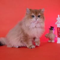 GB cattery ico