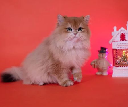 GB cattery