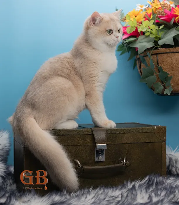 GB cattery Picture 2