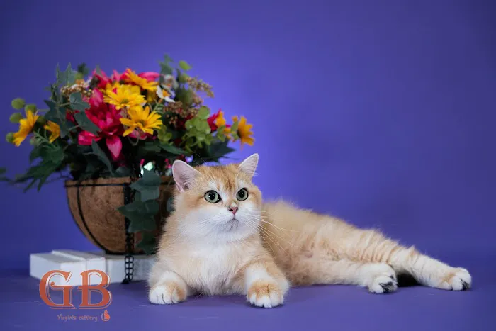 GB cattery Picture 4