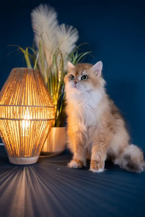 GB cattery Picture 7