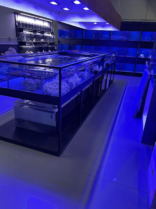Reefez Aquarium Picture 8