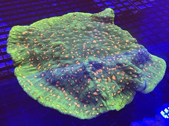 Reefez Aquarium Picture 6
