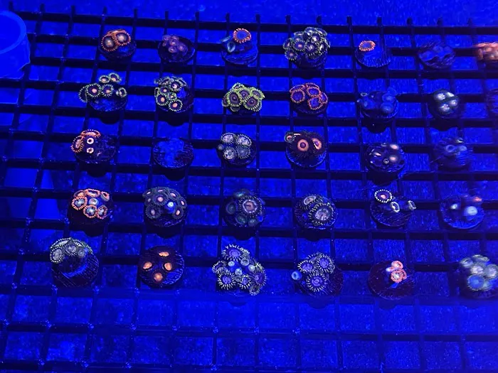 Reefez Aquarium Picture 9