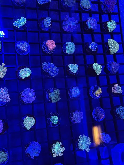 Reefez Aquarium Picture 3