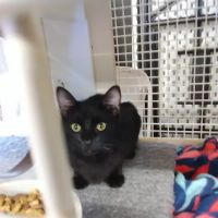 Petco ico