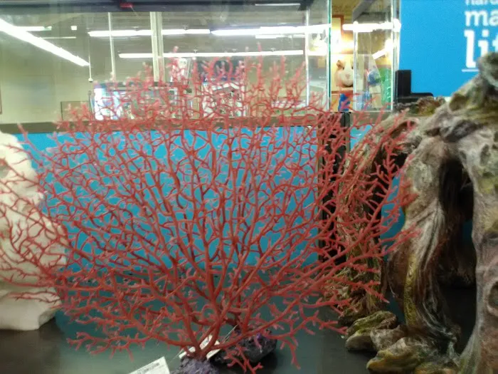 Petco Picture 5
