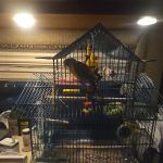 Pet Supermarket