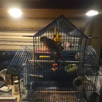 Pet Supermarket ico