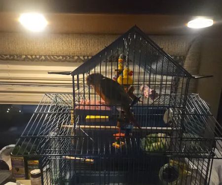 Pet Supermarket