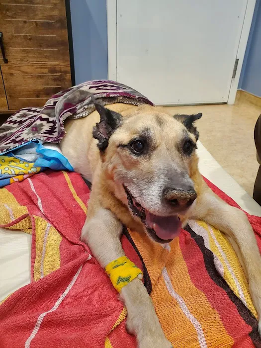 Companion Animal Clinic Picture 3