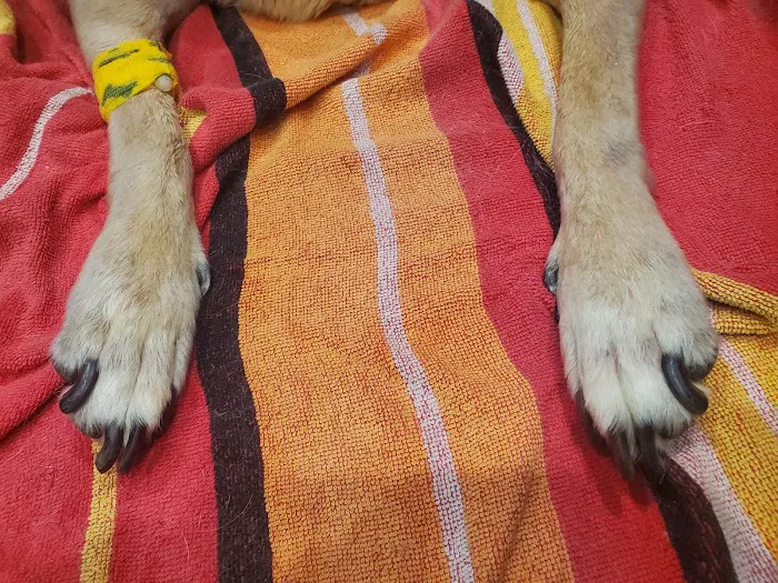 Companion Animal Clinic Picture 2