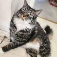 Companion Animal Clinic ico
