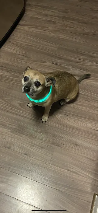 Companion Animal Clinic Picture 10