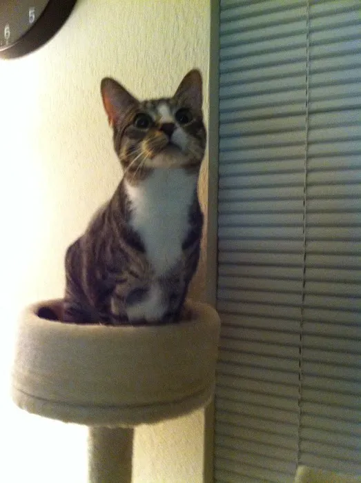 Parkway Veterinary Clinic Picture 8