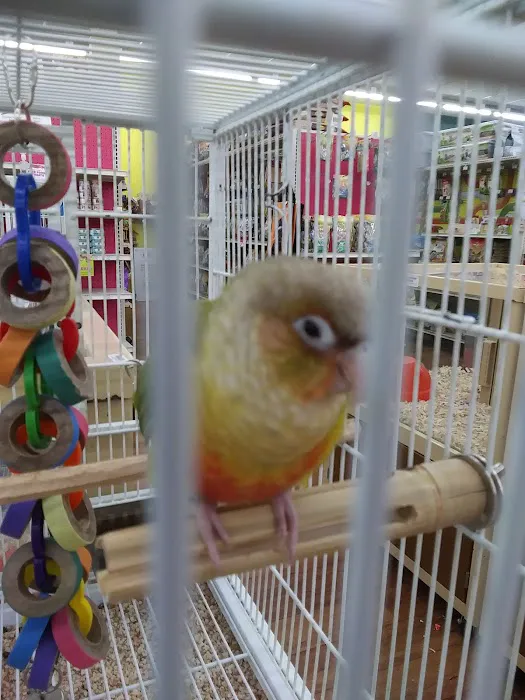 Pet Supermarket Picture 5