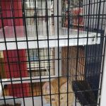 Pet Supermarket