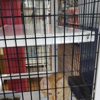 Pet Supermarket ico