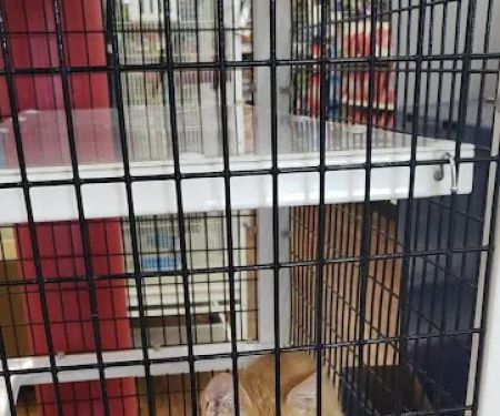 Pet Supermarket
