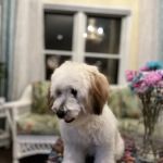 Potomac Valley Veterinary Hospital