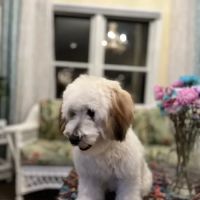 Potomac Valley Veterinary Hospital ico