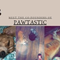 Pawtastic Pet Supply Co. ico