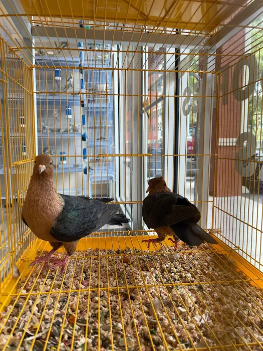 Ary exotic birds Picture 8